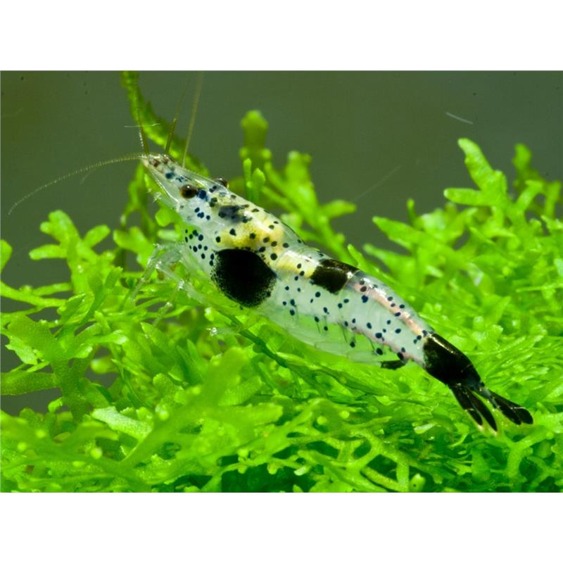 Neocaridina denticulata black carbon rilli - imagine 3